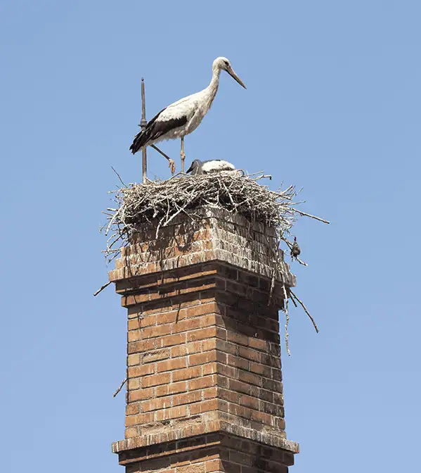 Photo showing our chimney bird nest removal service in action